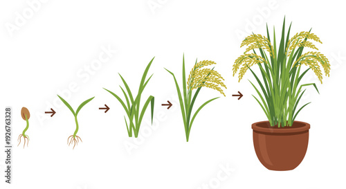 A sequence of five rice plant growth stages connected by arrows concludes with a mature plant in a brown ceramic pot.