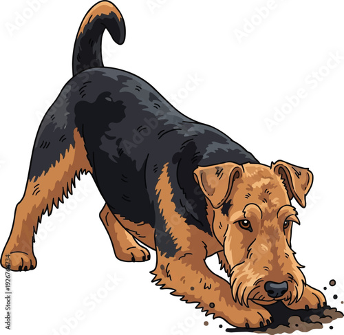 Welsh Terrier  dog digging ground playful outdoor activity