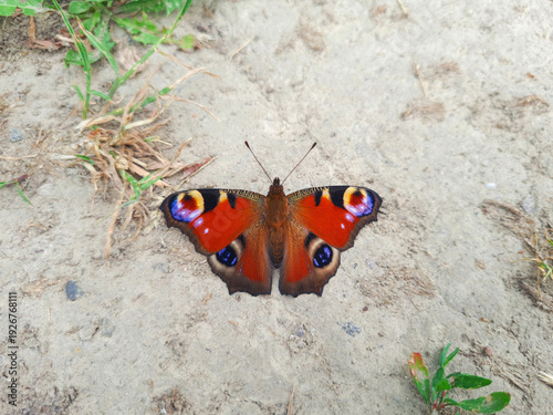 Red European Peacock butterfly rest on sand or dry ground, top view