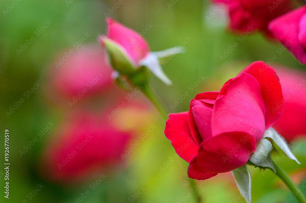 Obraz premium Vibrant Red Rose Against Blurred Green Leaves