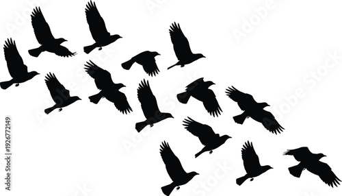 Set of Fifteen Flying Bird Black Silhouettes in Various Dynamic Wing Poses Isolated on White Background for Wildlife Nature Conservation and Avian Species Graphic Designs