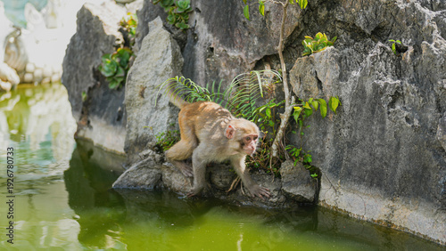 Canvas Print A little monkey is climbing on rock with water below