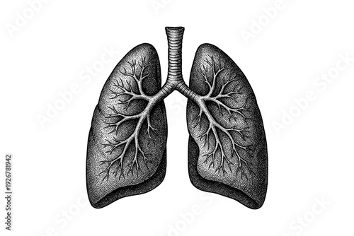 Intricate black and white engraving of human lungs anatomy