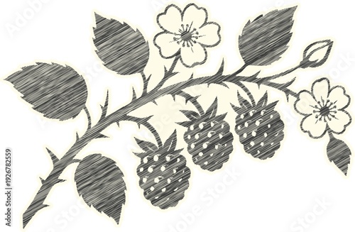 Wild Blackberry Branch Scribble Embroidery Vector Art