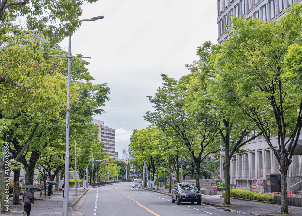 Fototapeta premium 瑞々しい新緑の並木道と差し込む木漏れ日