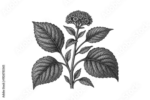 Intricate hand drawn botanical plant with detailed leaves and flowers