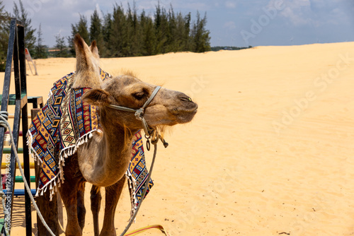 Konstfotografi Domestic Camel Standing on White Sand Dunes in Mui Ne Vietnam