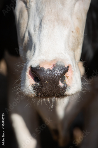 Close-up photo of a cow's face. Animal husbandry and agriculture topics
