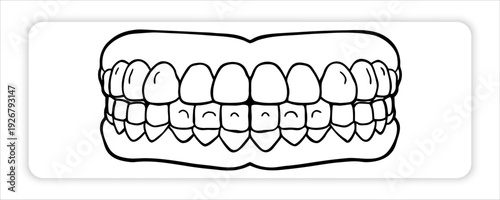 Dental health concept Smiling human lips with full set of upper and lower teeth, dental health concept, teeth illustration, oral hygiene, dentistry, black line art