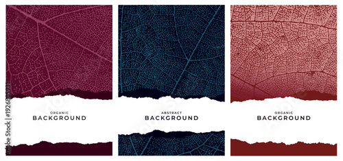 Vector texture of a grapevine leaf. Elegant design for covers, banners, packaging, labels, and organic texture backgrounds.