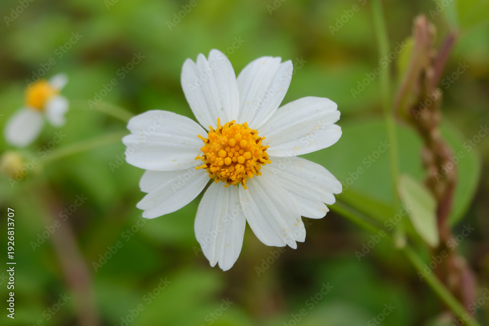 Fototapeta premium Beautiful little daisy flowers blooming