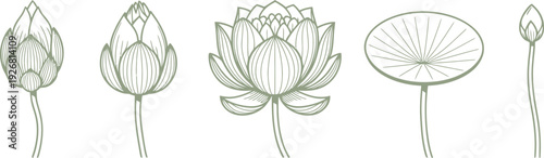 Elegant lotus flower illustrations in various stages of bloom