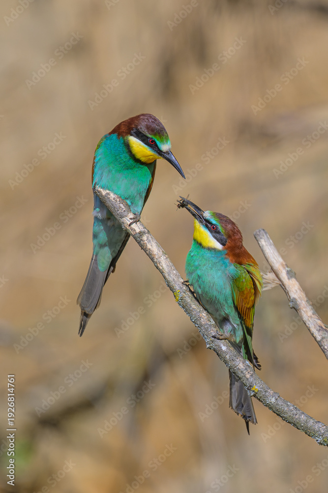 Fototapeta premium European Bee-eater (Merops apiaster) perched on a branch & in flight