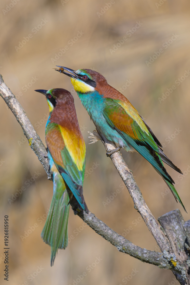 Fototapeta premium European Bee-eater (Merops apiaster) perched on a branch & in flight