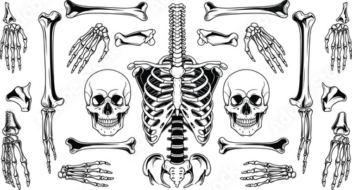 Collection of human skeletal anatomy illustrations featuring skull rib cage spine pelvis hands and various bones isolated on white background