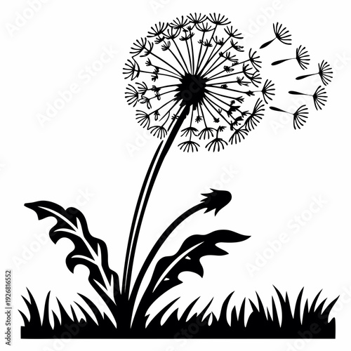 Dandelion with seeds blowing in wind, black and white plant silhouette