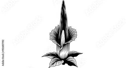 Detailed black and white illustration of a blooming Amorphophallus titanum flower.