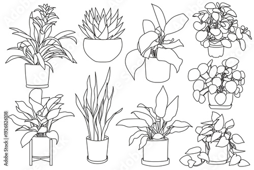 Set of plant in pot hand drawn vector illustrations houseplant, home decoration