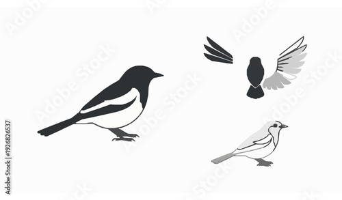 Oriental magpie robin flat vector illustration doyel bird set
