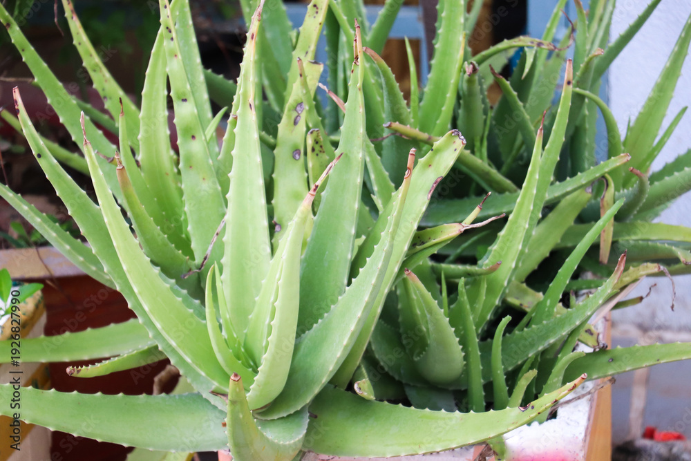 Fototapeta premium Cluster of healthy aloe vera plants growing in black pot