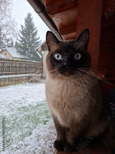cat in winter 