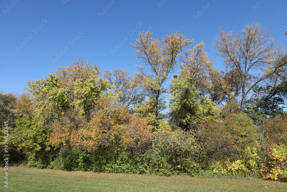 Obraz premium fall colors overtake green in dense boreal forest under clear deep blue autumn sky (rural, landscape)