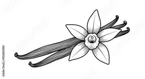 Detailed illustration of vanilla flower and pods, botanical artwork, black and white drawing.