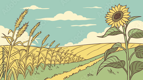 sunflower field in the summer