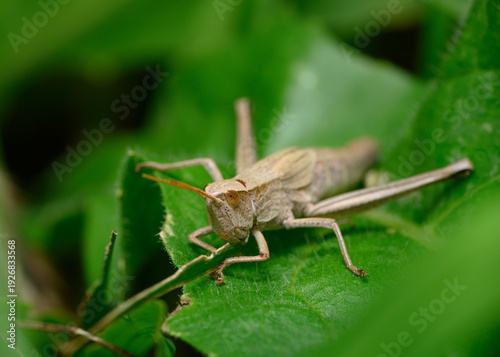 Fotografi A close-up view of a brown grasshopper gnawing a leaf of grass in meadow thicket