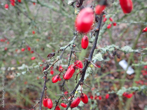 detail of a bush branches with red berry