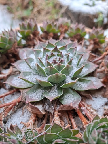 cactus in the winter garden 