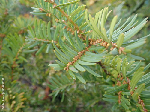 Canvastavla detail of a green coniferous tree branch