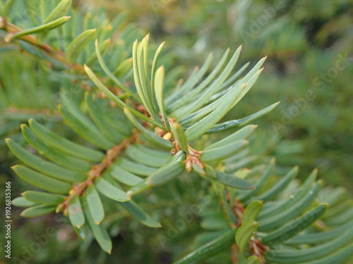 Принти на полотні detail of a green coniferous tree branch