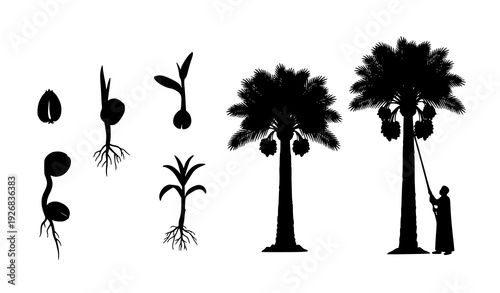 Decorative black silhouette date palm life cycle with farmer harvesting isolated on transparent background