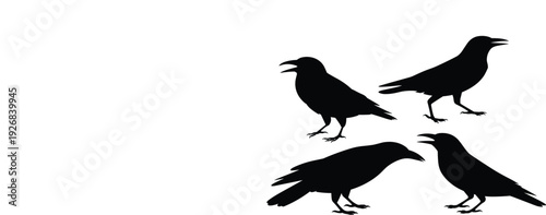 Black crow and raven silhouettes set, wild birds standing and calling in various natural poses, vector