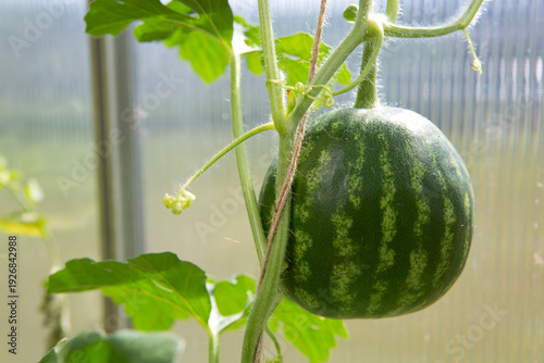 A striped watermelon fruit in partial shade ripens in a greenhouse .
