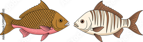 Colorful hand drawn vector illustration of two tropical fish including a brown carp and striped sea bream for seafood market and aquatic branding