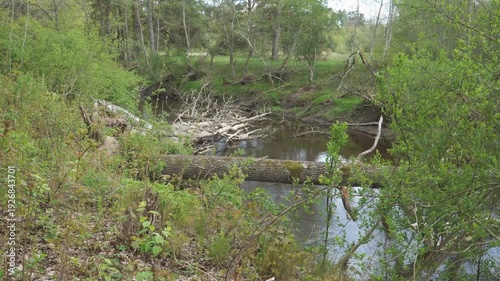 Wallpaper Mural A quiet forest river moves gently between dense green vegetation. Fallen trunks and branches lie across the water, reflecting the surrounding trees and creating a peaceful, natural woodland atmosphere Torontodigital.ca