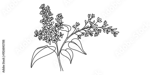 Black and white line art illustration of a blooming lilac branch with flowers and leaves Vector, illustration