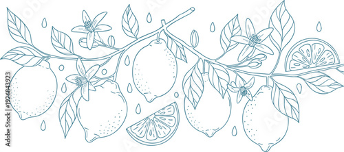 Hand drawn lemon branch with flowers, leaves and slices outline vector illustration, botanical citrus line art design