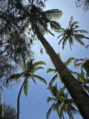 Zanzibar tropical garden