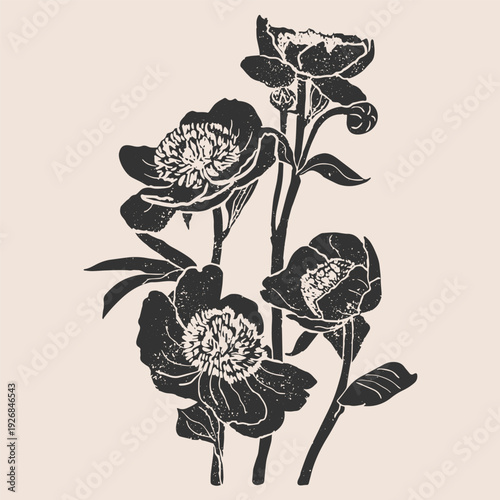 Buttercups linocut vector illustration with grunge texture. Monochrome linear woodcut illustration of Wildflowers
