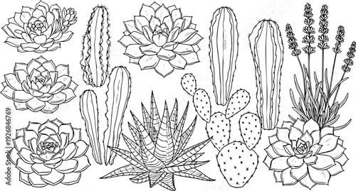 Hand drawn outline botanicals featuring various succulent, cactus, and lavender plants