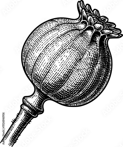 A stylized black and white engraving of a dry poppy seed pod with a textured surface and prominent stem is suitable for botanical publications, herbal medicine resources,