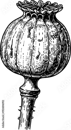 A stylized black and white engraving of a dry poppy seed pod with a textured surface and prominent stem is suitable for botanical publications, herbal medicine resources,