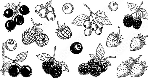 Graphic portrayal of scattered hand sketched organic berries ideal for illustrating recipes, nutrition guides, or rustic agricultural content