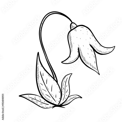 hand drawn vector illustration of bellflower