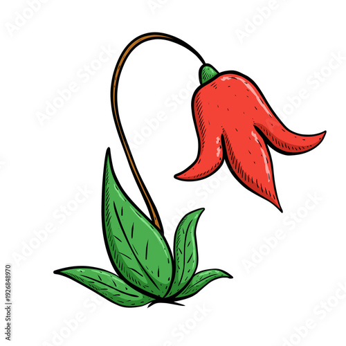 illustration of bellflower