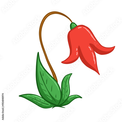 illustration of bellflower