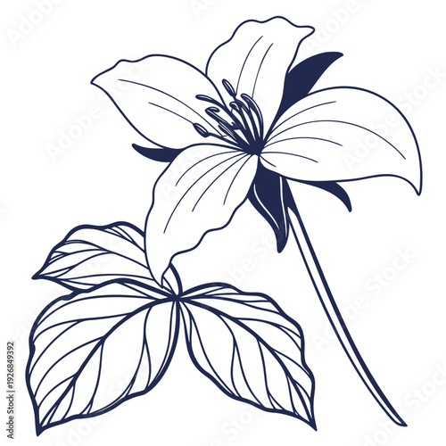 Tableau sur toile trillium flower silhouette on white background